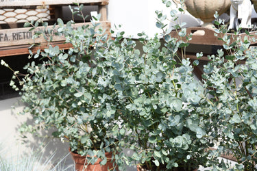 20 SILVER DROP EUCALYPTUS Gunnii Cider Gum Silver Blue Foliage Florist Tree Seeds